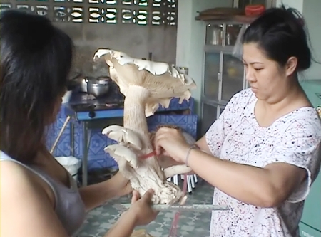 Soi Khao Noi residents measure the gigantic mushroom before chopping it up for dinner.